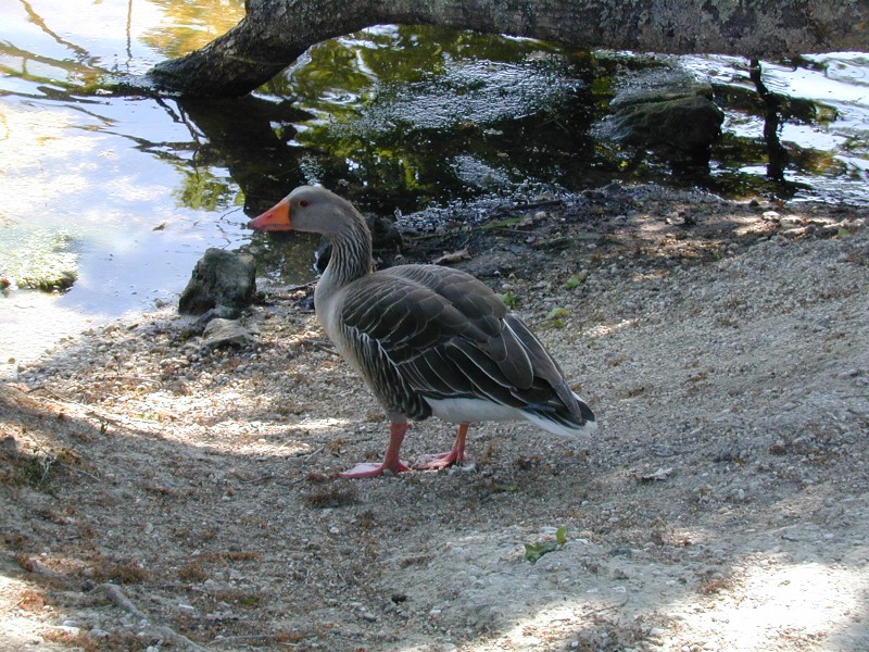 dscn3946.jpg